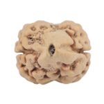 2 Mukhi Rudraksha 24.6mm 2.26gm - Rudraksha