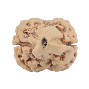 2 Mukhi Rudraksha 24.6mm 2.26gm - Rudraksha