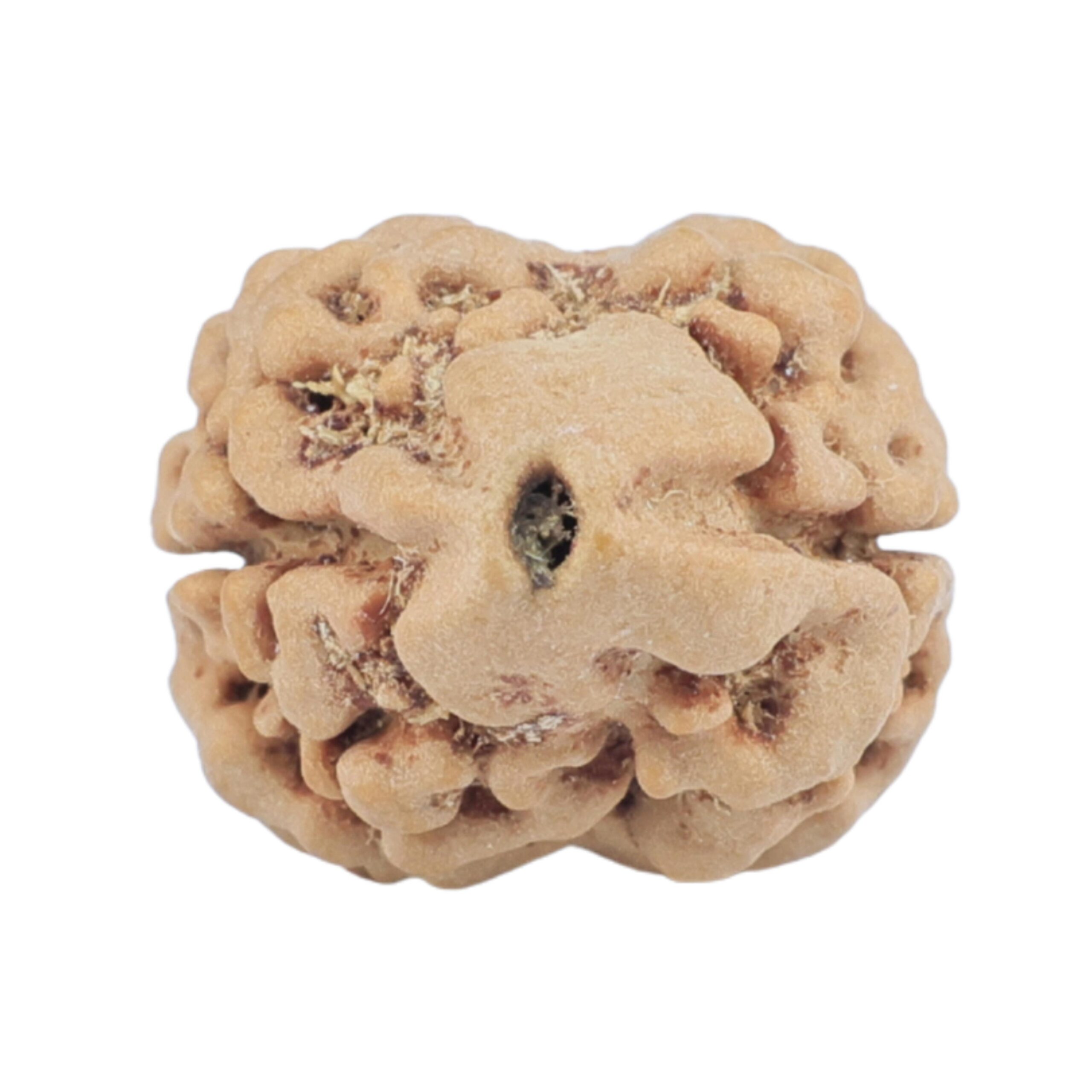 2 Mukhi Rudraksha 24.6mm 2.26gm - Rudraksha