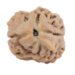 2 Mukhi Rudraksha 24mm 2.55gm - Rudraksha