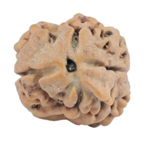 2 Mukhi Rudraksha 24mm 2.55gm - Rudraksha