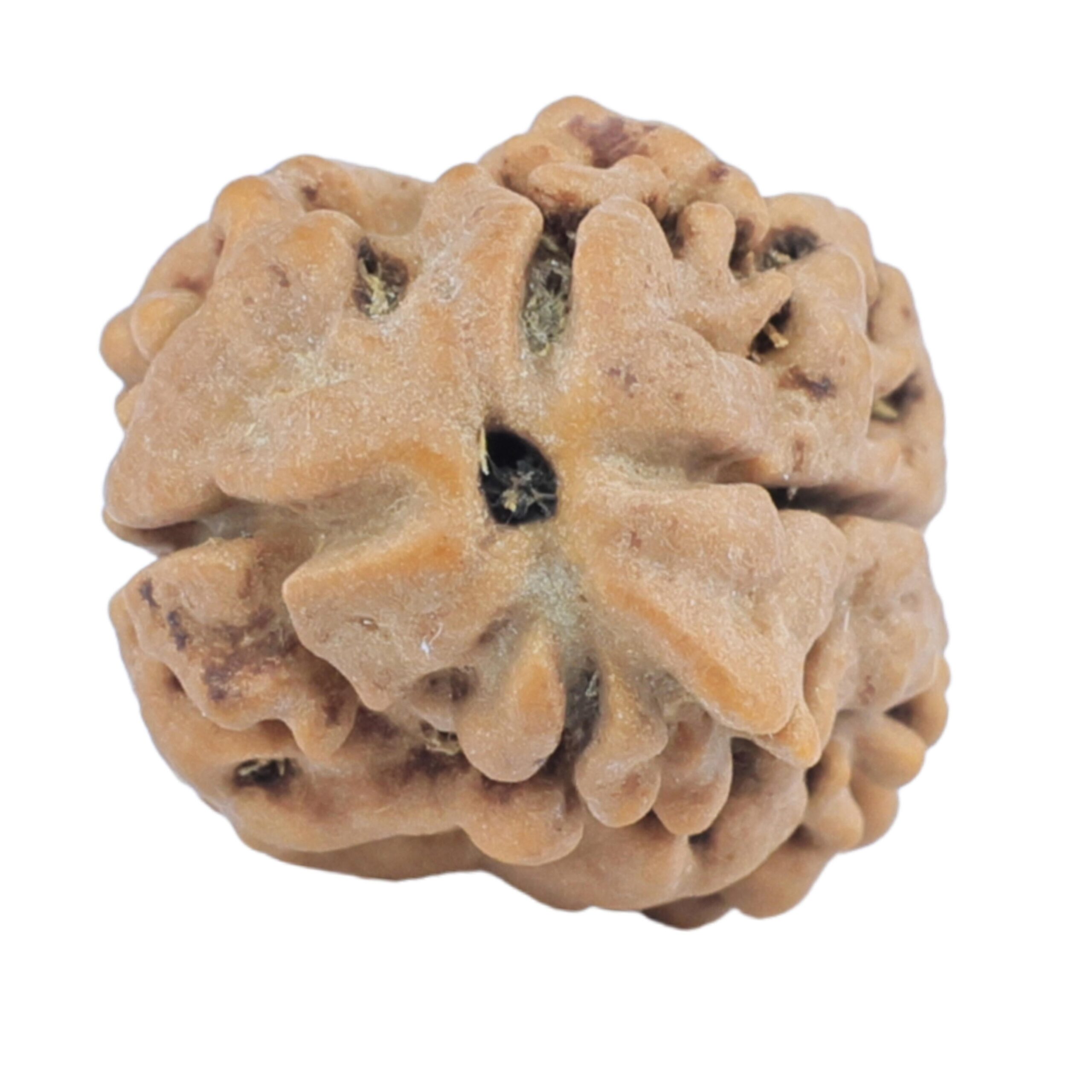 2 Mukhi Rudraksha 24mm 2.55gm - Rudraksha