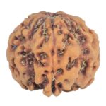 1MK(Underdeveloped) 22.8mm 4.4gm - Rudraksha