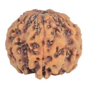 1MK(Underdeveloped) 22.8mm 4.4gm - Rudraksha