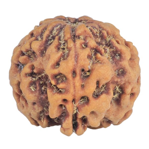1MK(Underdeveloped) 22.8mm 4.4gm - Rudraksha
