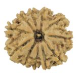 11 Mukhi Rudraksha 21.8mm 3gm - Rudraksha