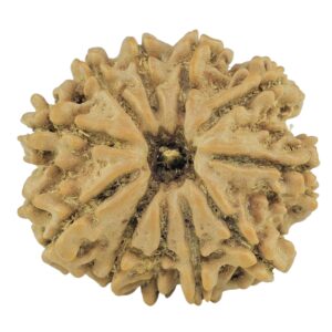11 Mukhi Rudraksha 21.8mm 3gm - Rudraksha