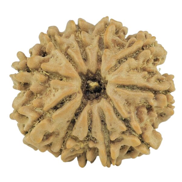 11 Mukhi Rudraksha 21.8mm 3gm - Rudraksha