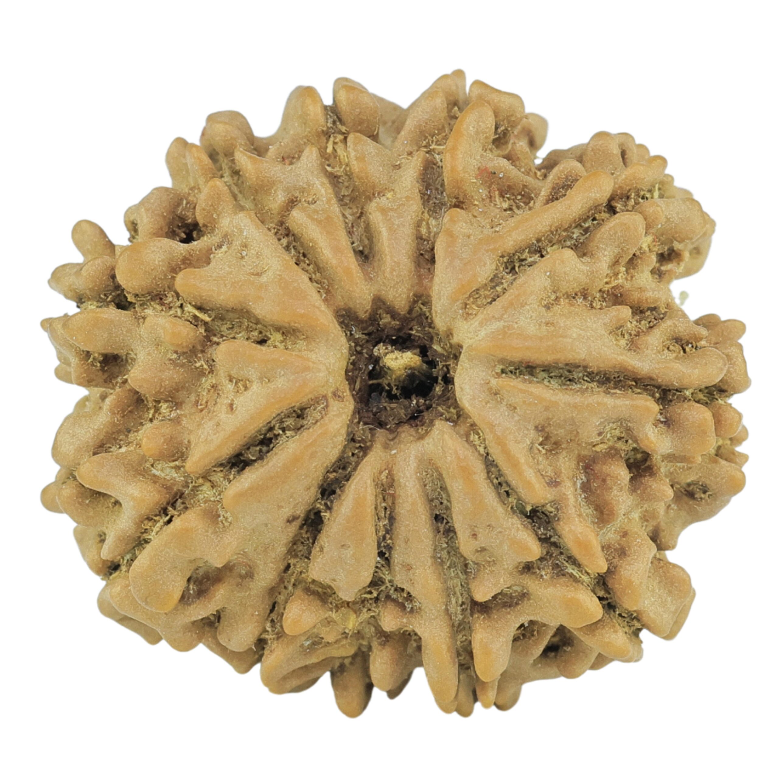 11 Mukhi Rudraksha 21.8mm 3gm - Rudraksha