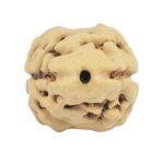 2 Mukhi Rudraksha 22.2mm 1.92gm - Rudraksha