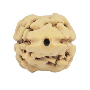 2 Mukhi Rudraksha 22.2mm 1.92gm - Rudraksha