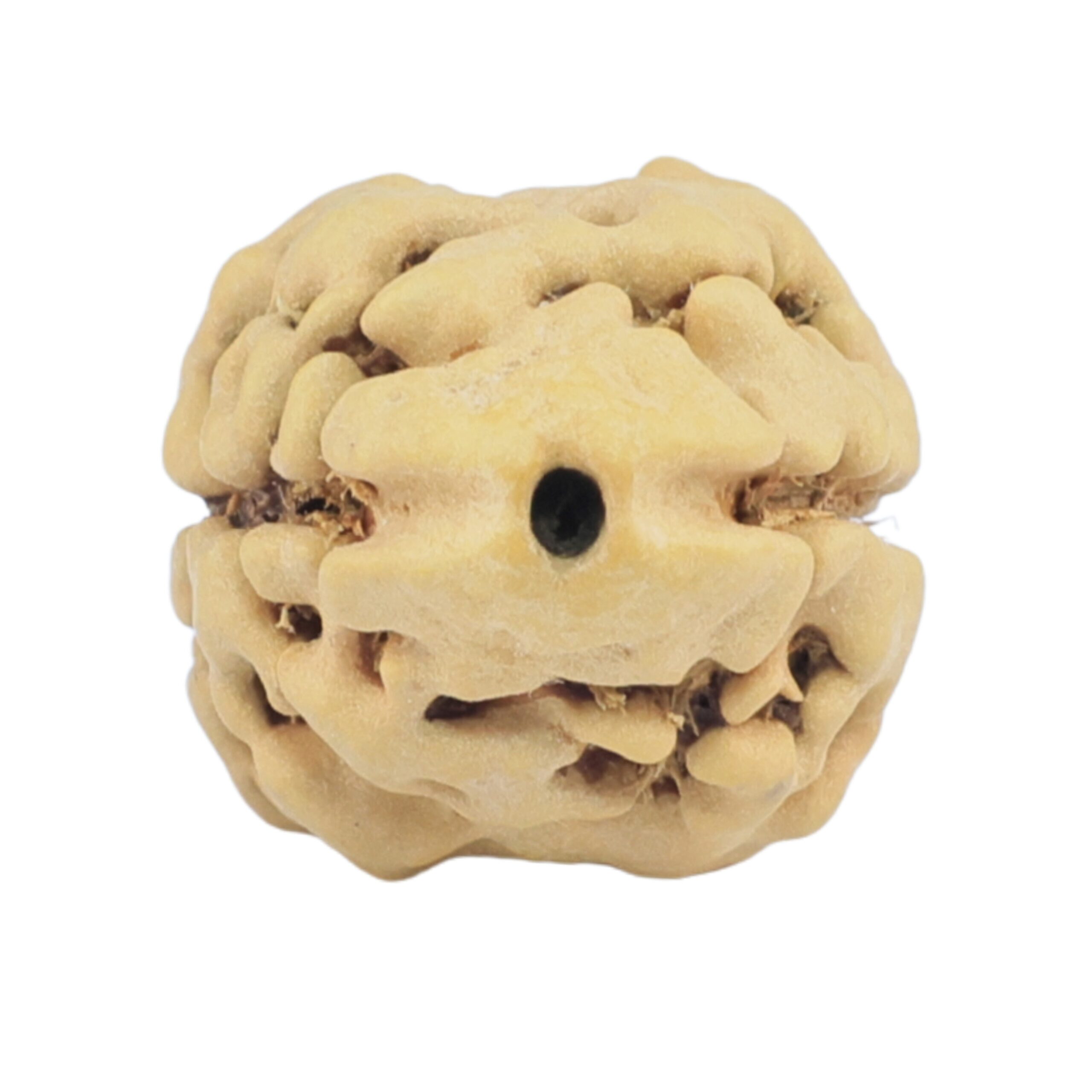 2 Mukhi Rudraksha 22.2mm 1.92gm - Rudraksha