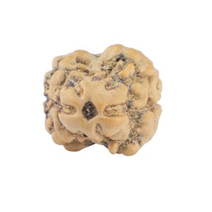2 Mukhi Rudraksha 20.7mm 1.43gm - Rudraksha