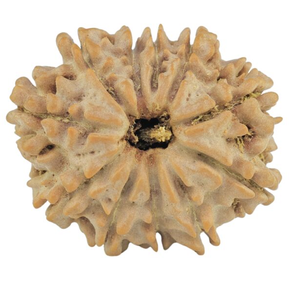 11 Mukhi Rudraksha 24.8mm 3.67gm - Rudraksha