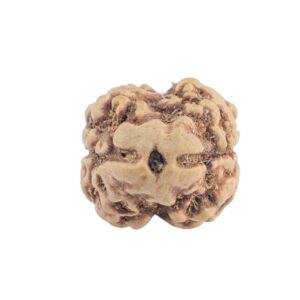 2 Mukhi Rudraksha 20.6mm 1.39gm - Rudraksha