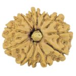 12 Mukhi Rudraksha 24.4mm 3gm - Rudraksha