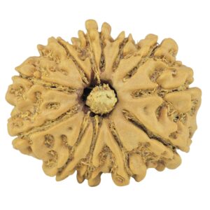 12 Mukhi Rudraksha 24.4mm 3gm - Rudraksha