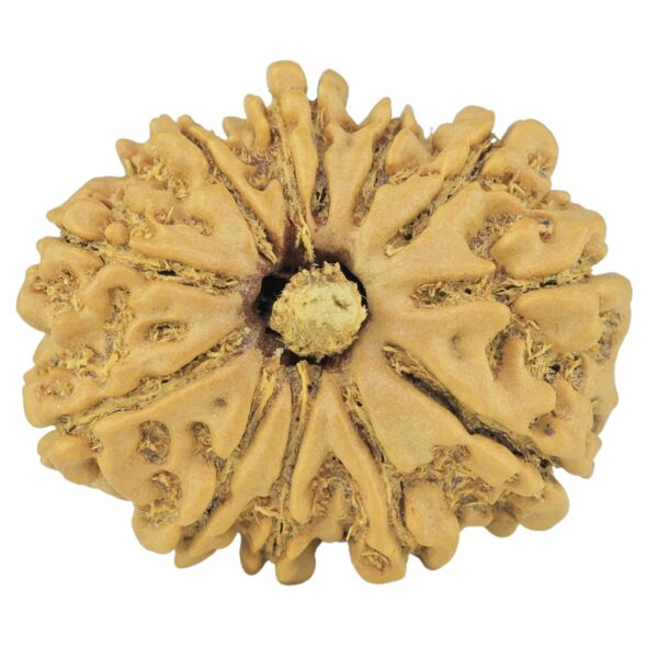 12 Mukhi Rudraksha 24.4mm 3gm - Rudraksha