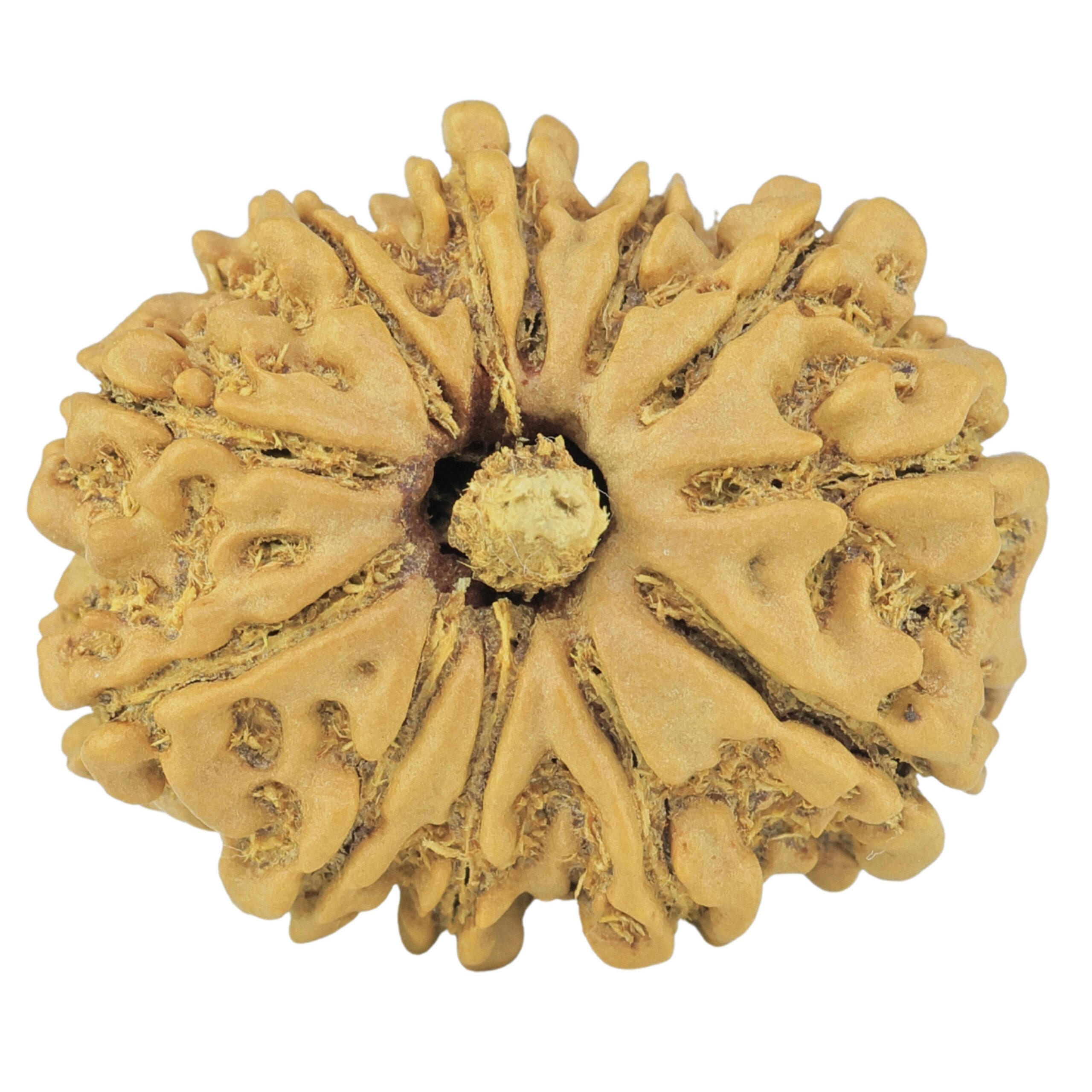 12 Mukhi Rudraksha 24.4mm 3gm - Rudraksha