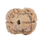 2 Mukhi Rudraksha 23.6mm 2.28gm - Rudraksha