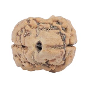 2 Mukhi Rudraksha 23.6mm 2.28gm - Rudraksha