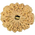 12 Mukhi Rudraksha 36.2mm 10.51gm - Rudraksha