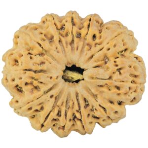 12 Mukhi Rudraksha 36.2mm 10.51gm - Rudraksha