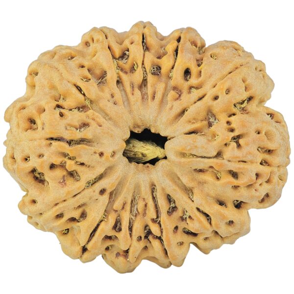 12 Mukhi Rudraksha 36.2mm 10.51gm - Rudraksha