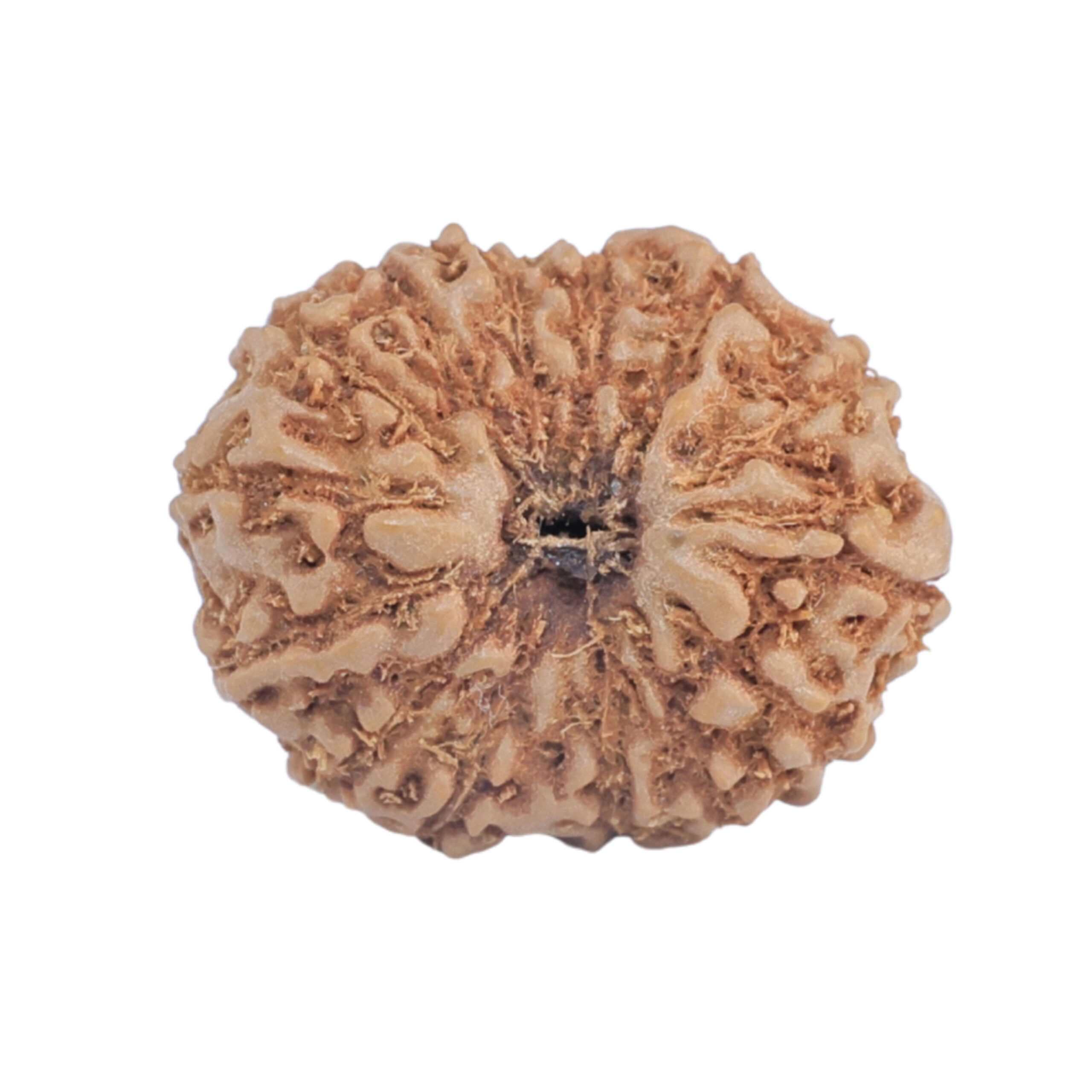 15 Mukhi Rudraksha 17.8mm 1.6gm - Rudraksha