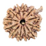 12 Mukhi Ganesh 24mm 4.51gm - Rudraksha