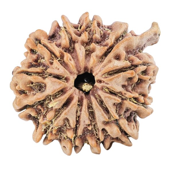 12 Mukhi Ganesh 24mm 4.51gm - Rudraksha