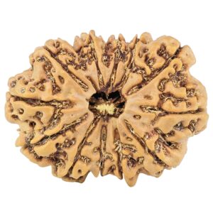 12 Mukhi Rudraksha 30.2mm 5.09gm - Rudraksha