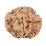 1MK(Underdeveloped) 23.3mm 3.89gm - Rudraksha