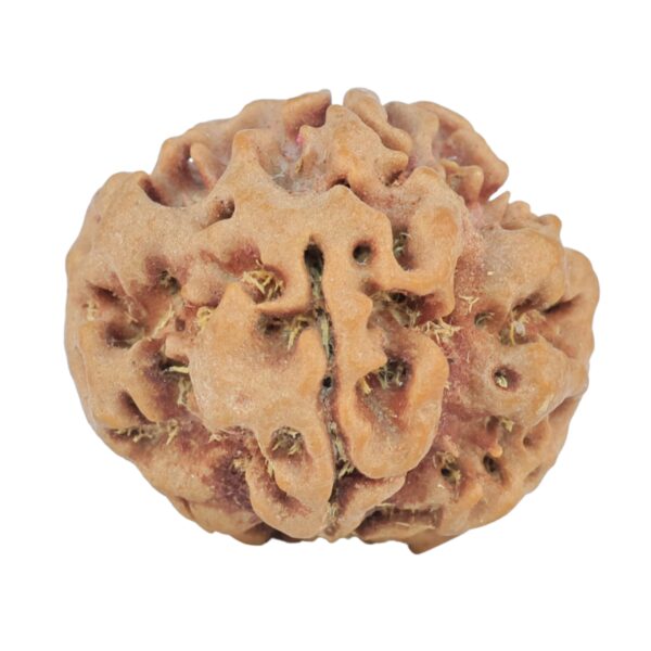 1MK(Underdeveloped) 23.3mm 3.89gm - Rudraksha