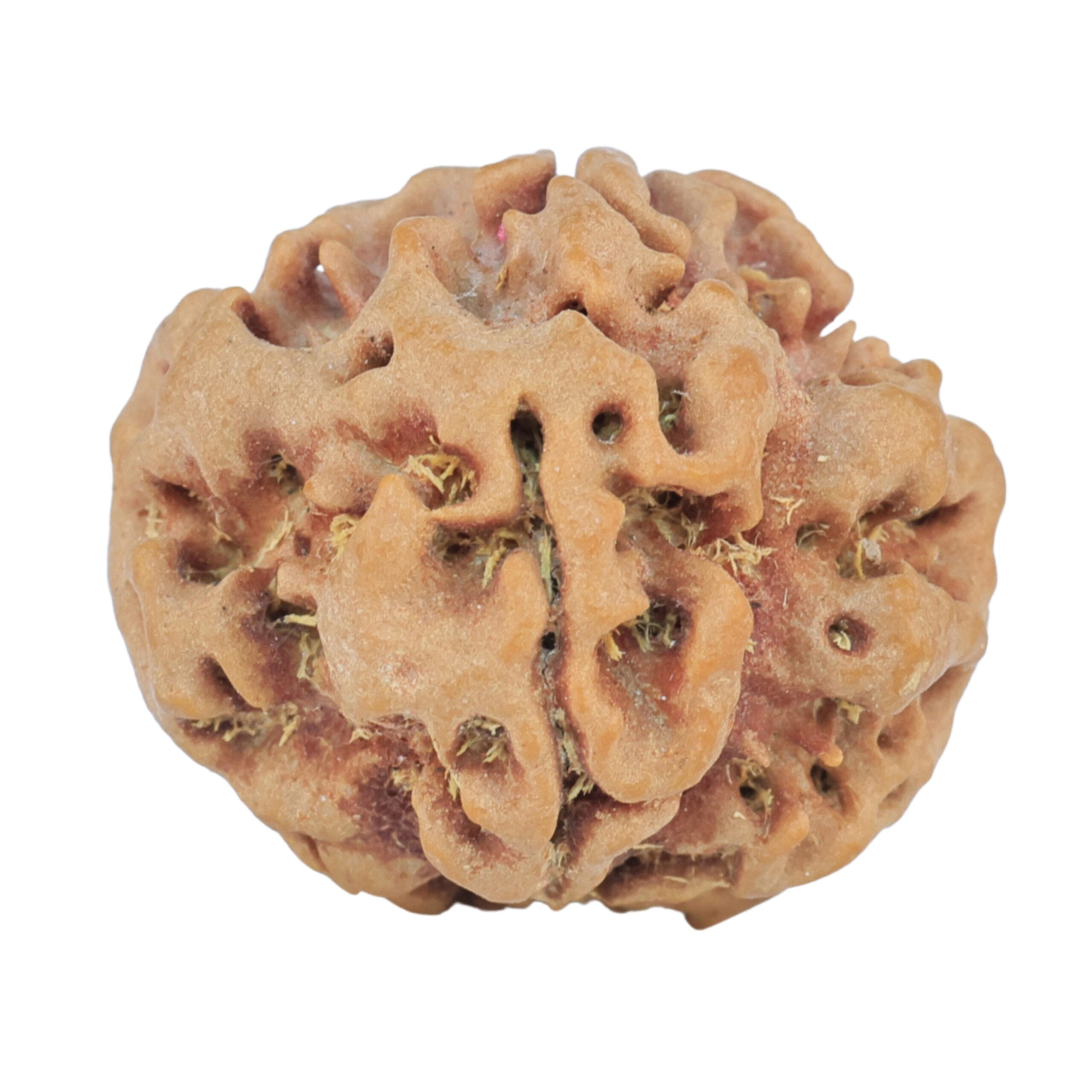 1MK(Underdeveloped) 23.3mm 3.89gm - Rudraksha