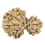 14 Mukhi Garbh Gauri 27.8mm 4.46gm - Rudraksha