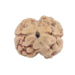 2 Mukhi Rudraksha 22mm 2.42gm - Rudraksha