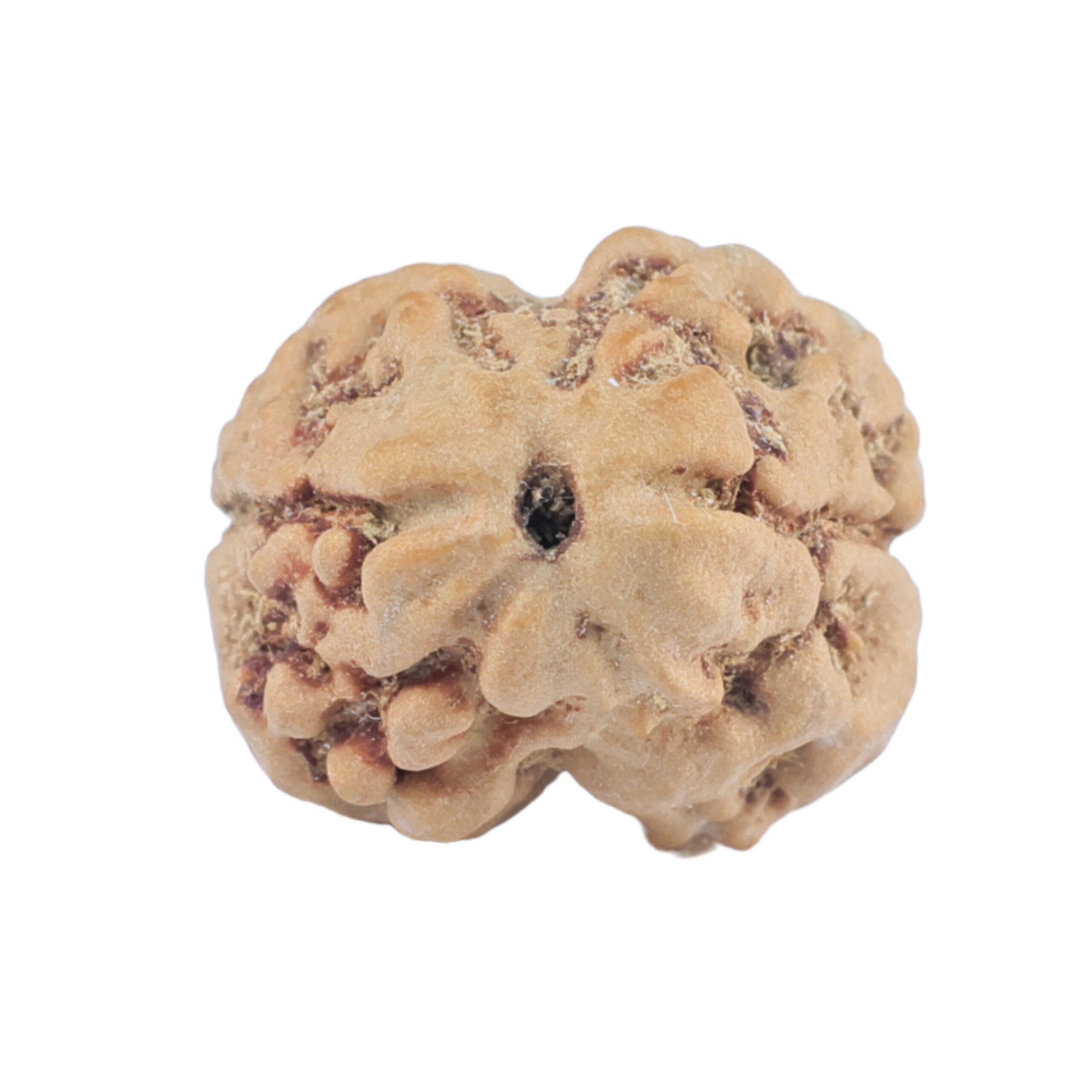 2 Mukhi Rudraksha 22mm 2.42gm - Rudraksha