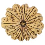 12 Mukhi Rudraksha 44.2mm 12.37gm - Rudraksha