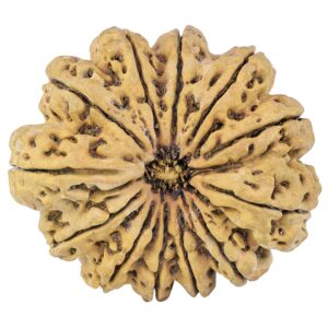 12 Mukhi Rudraksha 44.2mm 12.37gm - Rudraksha