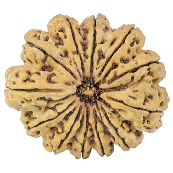 12 Mukhi Rudraksha 44.2mm 12.37gm - Rudraksha