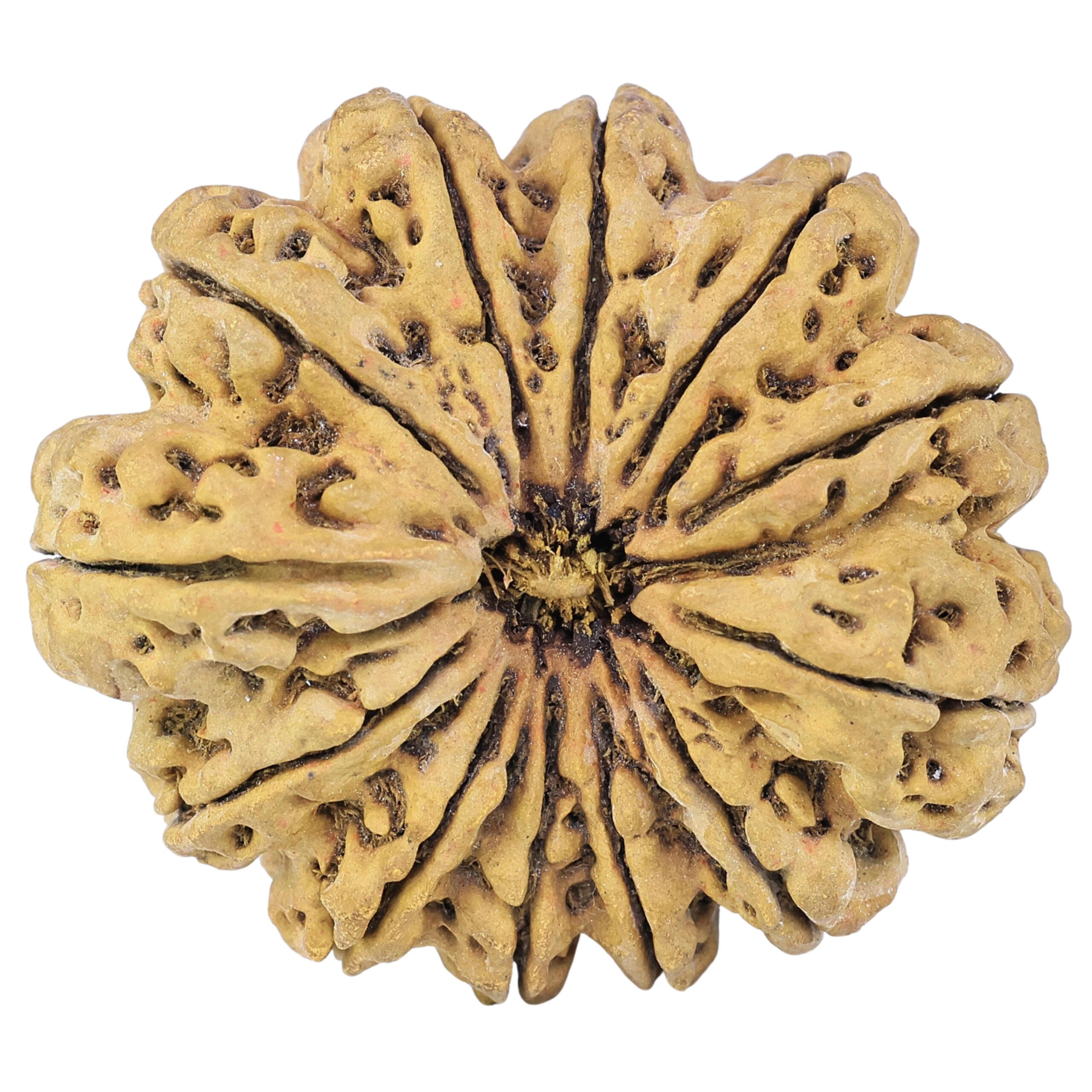 12 Mukhi Rudraksha 44.2mm 12.37gm - Rudraksha