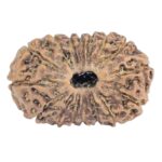 16 Mukhi Rudraksha 20.4mm 1.3gm - Rudraksha