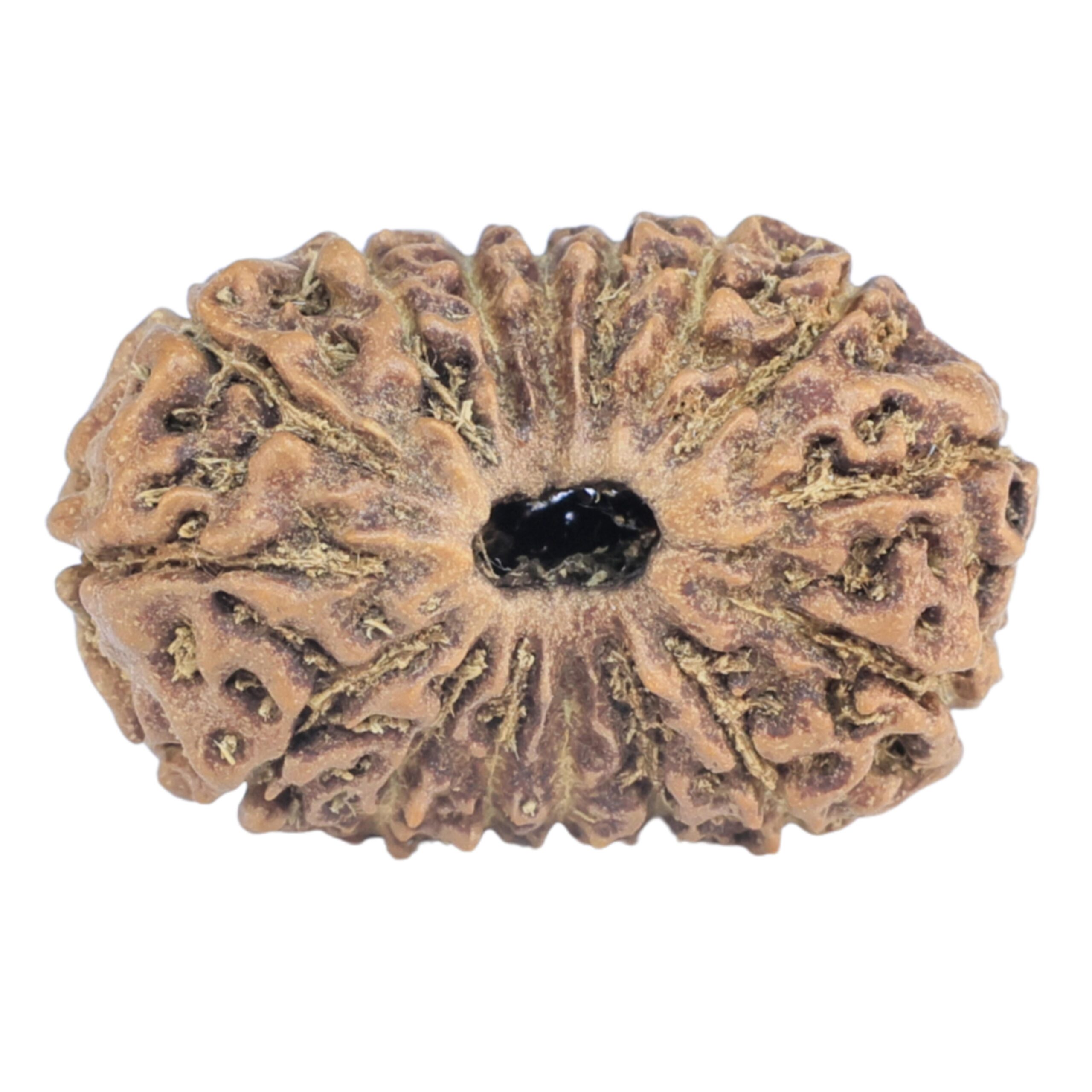 16 Mukhi Rudraksha 20.4mm 1.3gm - Rudraksha