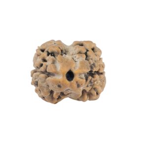 2 Mukhi Rudraksha 22.5mm 1.66gm - Rudraksha