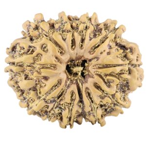 12 Mukhi Rudraksha 27.1mm 3.67gm - Rudraksha