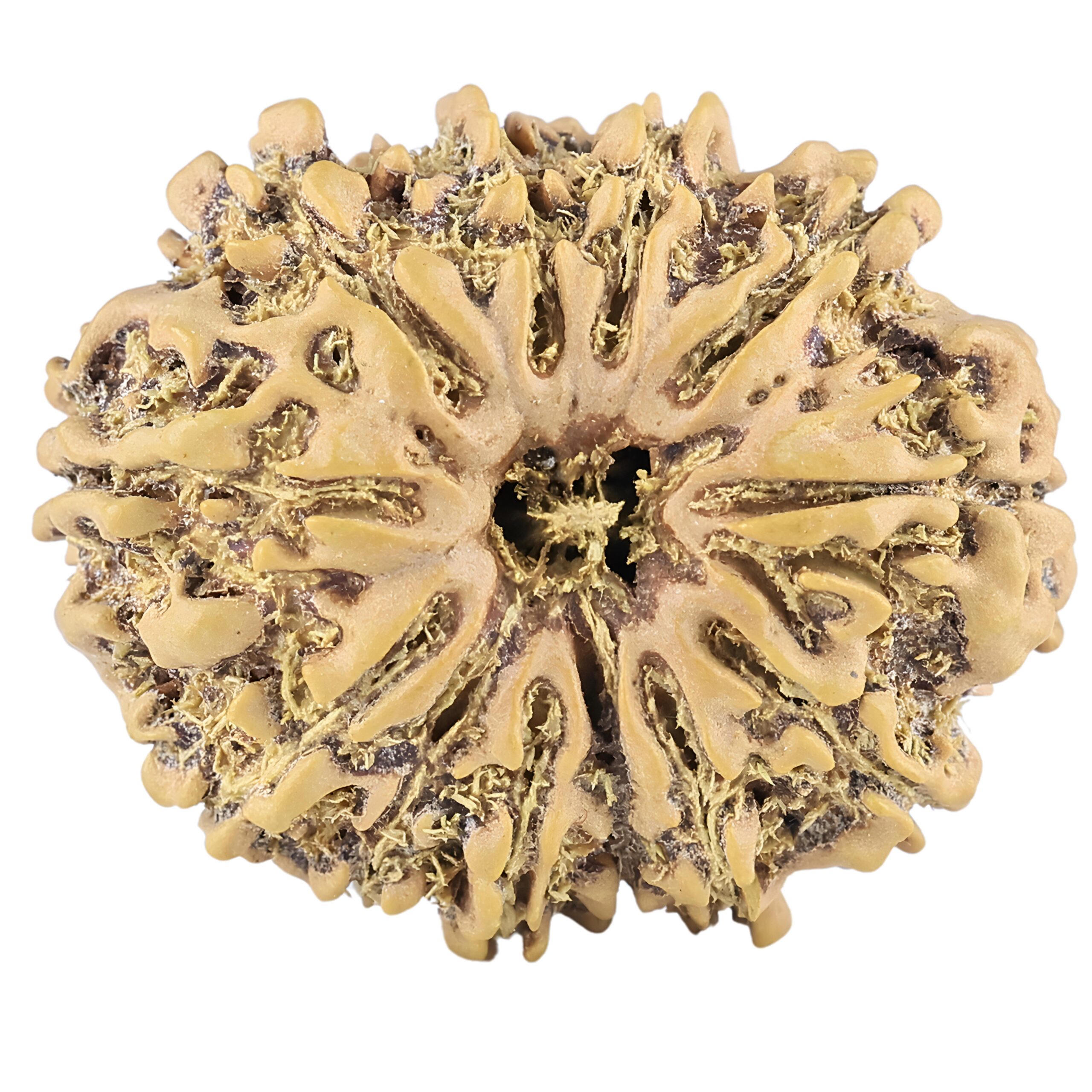 12 Mukhi Rudraksha 27.1mm 3.67gm - Rudraksha