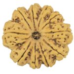 10 Mukhi Rudraksha 36.2mm 11.2gm - Rudraksha