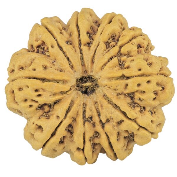 10 Mukhi Rudraksha 36.2mm 11.2gm - Rudraksha