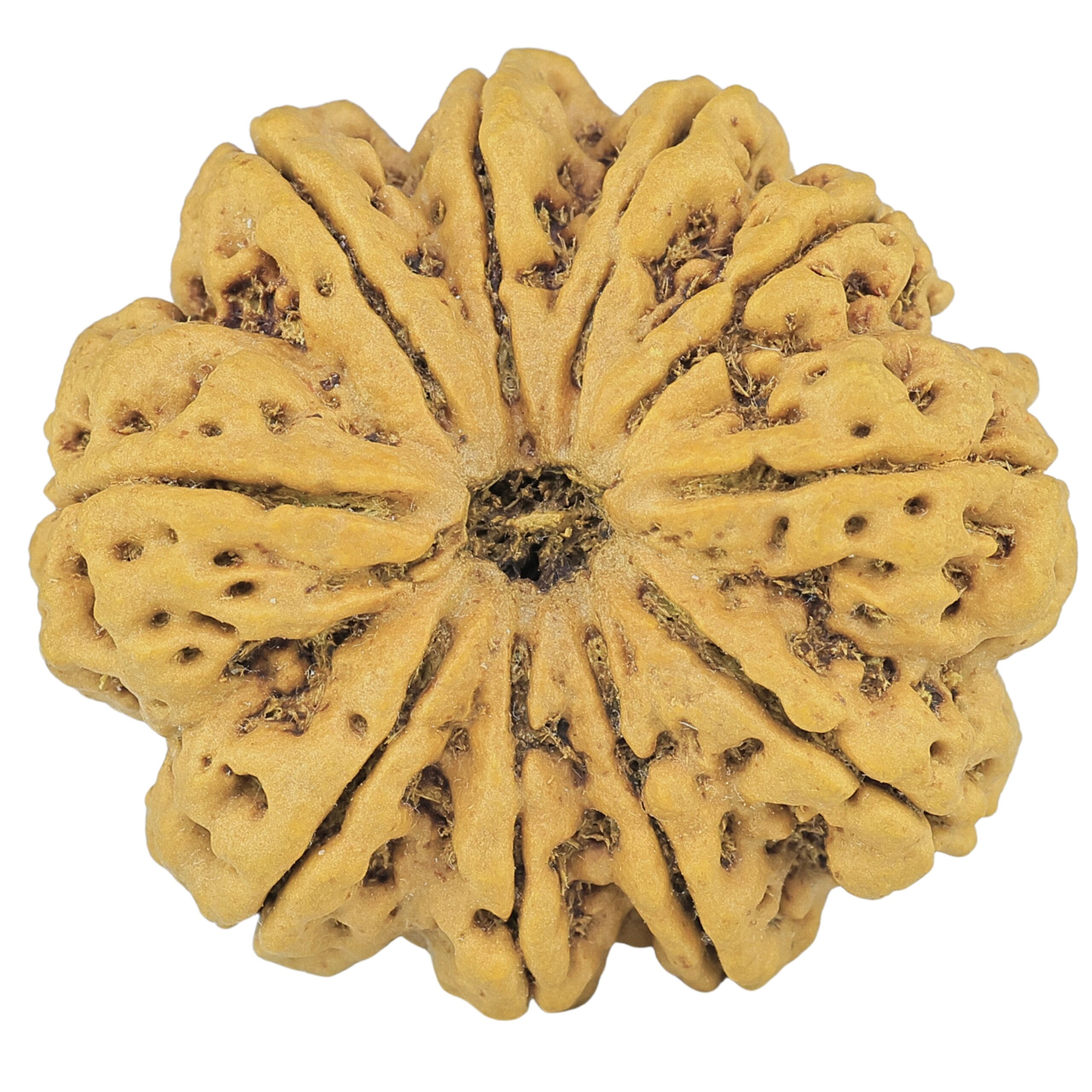 10 Mukhi Rudraksha 36.2mm 11.2gm - Rudraksha